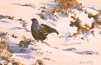 A watercolour study of a black grouse