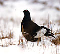 black grouse or blackcock, Tetrao tetrix