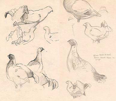 Sketches of lekking black game,  Tetrao tetrix  by Martin Ridley