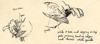 A sketch of lekking black grouse, Tetrao tetrix 