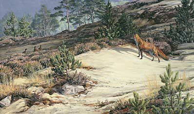 Fox, Vulpes vulpes by Martin Ridley