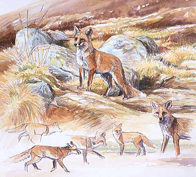 Wildlife Art Painting: Fox studies