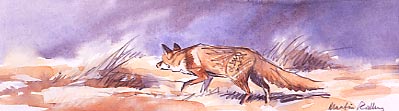 Available as a limited edition print - Pictures of Foxes 1 : Fox Vulpes vulpes