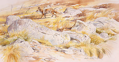 Wildlifeart Original painting for sale, hill fox