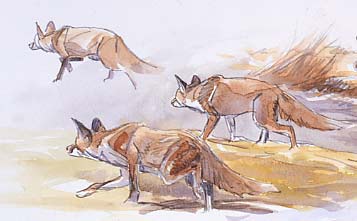 Wildlife Art : Stalking fox studies