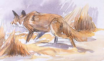 Wildlife Art : Fox study 