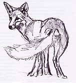Fox A, Vulpes vulpes