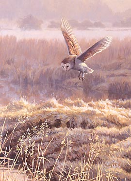 Wildlife Art : Detail from the painting Hovering Barn Owl, Tyto alba by Martin Ridley