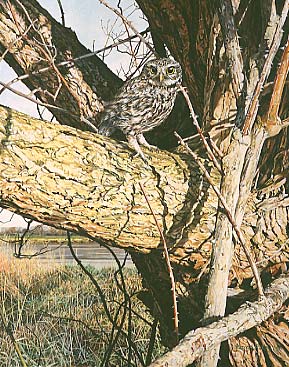 Wildlife Art : Little Owl, Athene noctua by Martin Ridley