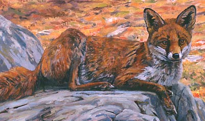 Wildlife Art : Fox, Vulpes vulpes