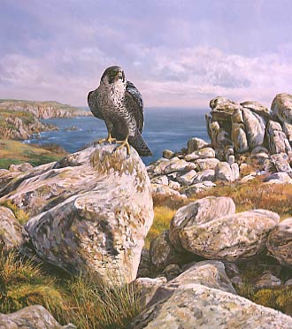 Wildlife Art : Peregrine falcon, Falco peregrinus