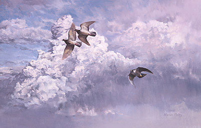 Wildlife Art : Peregrine falcon, Falco peregrinus chasing pigeons
