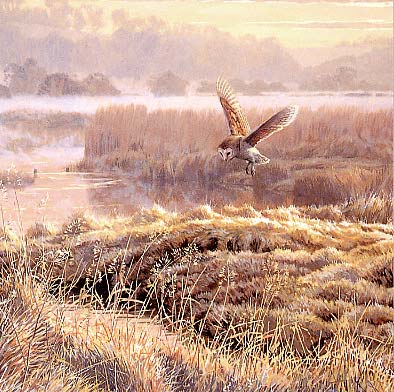 painting of a barn owl hovering above a marsh by Martin Ridley. Available as a greetings card