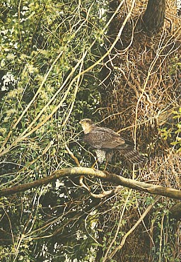 Wildlife Art : A painting of a female Sparrowhawk