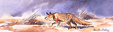 Red fox print - view red fox prints
