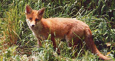 Photo of fox cub