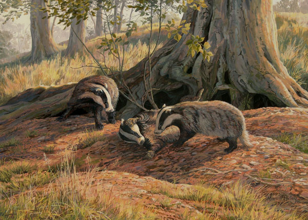 Playing Badgers Print for Sale