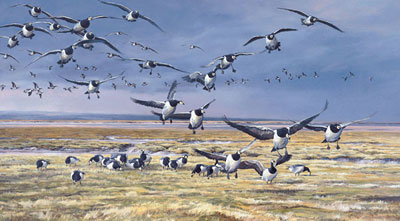 Barnacle Geese Print - Reproduced from an original oil painting