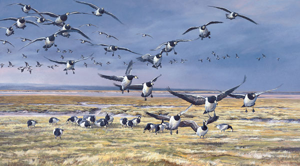 Barnacle Geese Print