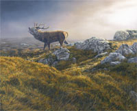 Bellowing Red Deer Stag Canvas Print