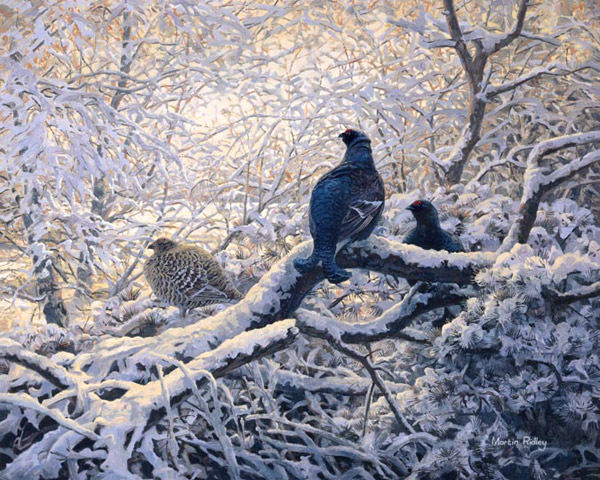 Black Grouse Prints - gamebird canvas print - two blackcock and a grey hen amongst snow laiden branches