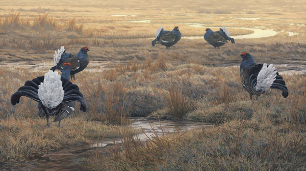Black Grouse Prints For Sale - Tails Up (Grouse displaying at a Lek) a print on canvas by Martin Ridley