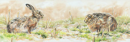 Brown Hares Print - Reproduced from a watercolour