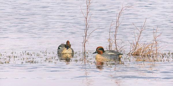 Drake Teal Print - Ready Framed Wildfowl Print