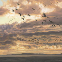 Pink-footed Geese - Wildfowl Print from a Painting by Martin Ridley