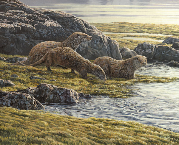 A bitch otter and two cubs approach the loch shore on Loch Spelve, Mull. European otter print - Canvas Reproduction