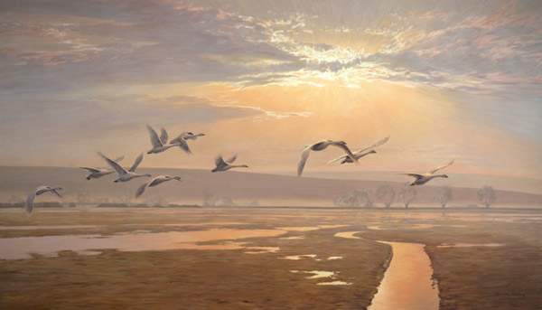 Flight of Bewick's Swans painted at Sir Peter Scott's Wildfowl and Wetlands Trust Slimbridge