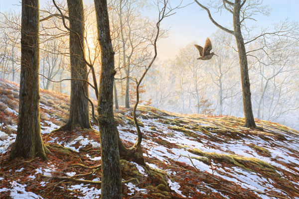 Woodcock Print (Scolopax rusticola) - A flushed woodcock flies through a wintry oak wood.
