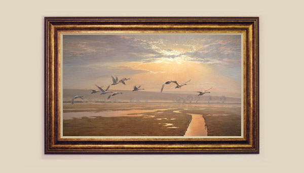 Flight of Bewick's Swans painted at Wildfowl and Wetlands Trust Slimbridge - Framed Print