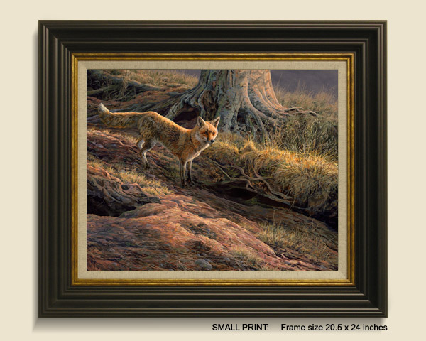 Fox Framed Print for Sale