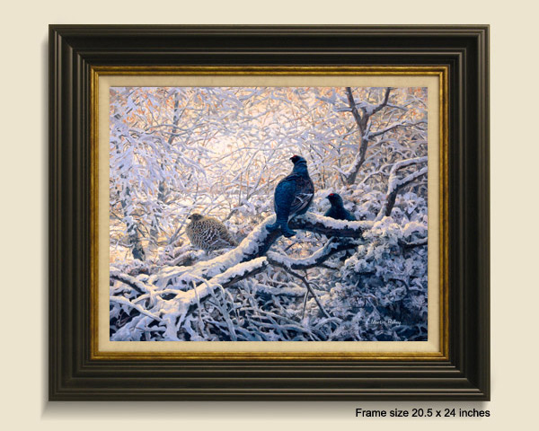 Framed print of black grouse for sale