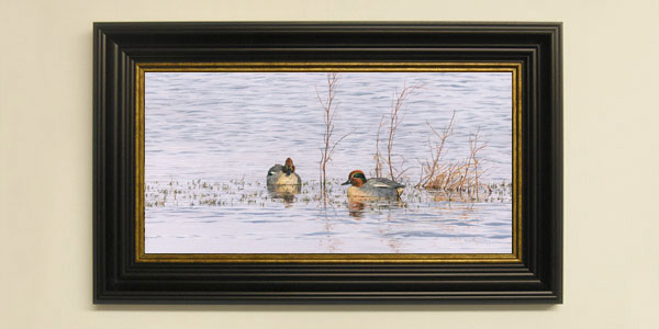 Duck Teal Print for Sale