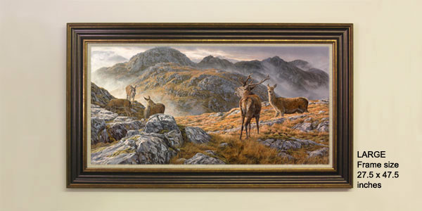 Framed Print - Roaring red deer stag with hinds. Druim Fada above Loch Hourn near Corran and Arnisdale in the Scottish Highlands.