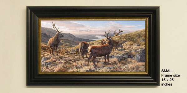 Red Deer Stags Print - Framed print view from Ben Resipole above Loch Sunart