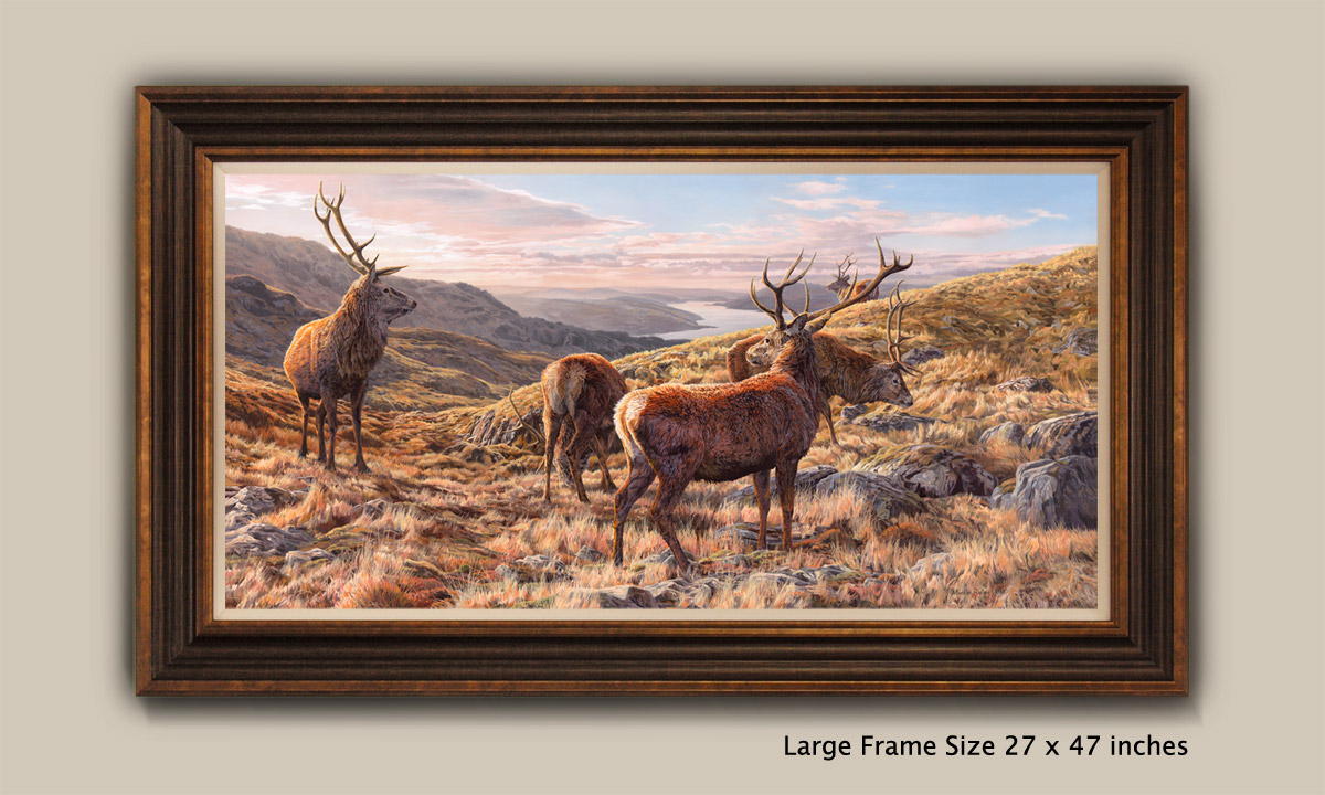 Red Deer Stags Print - Framed print view from Ben Resipole above Loch Sunart