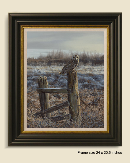 Framed print of a short-eared owl for sale