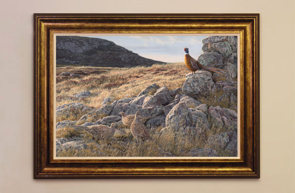 Ring-necked pheasants framed print for sale