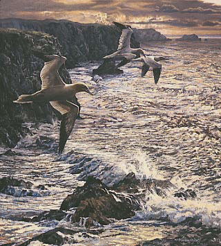 Gannets Print