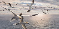 Over the Shoal - Gannets Print by Martin Ridley