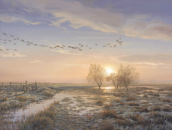 Pink-footed Geese Print for Sale - A skein of geese.