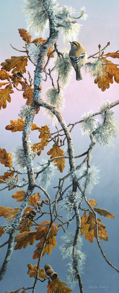 Goldcrest print - Canvas on Daler Board Reproduction