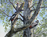 Great spotted woodpeckers foraging on a silver birch tree from a Painting by Martin Ridley