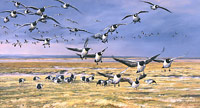 Barnacle geese coming in to land print