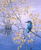 Kingfisher - Limited Edition Print