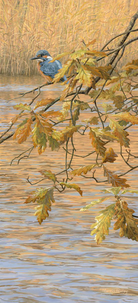 Kingfisher Print - Above the water a kingfisher perches amongst autumn oak leaves. Print of a kingfisher ( Alcedo atthis )