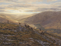 A string of red deer stags walking across the slopes of Creag nan Gabhar - Red Deer Print by Martin Ridley